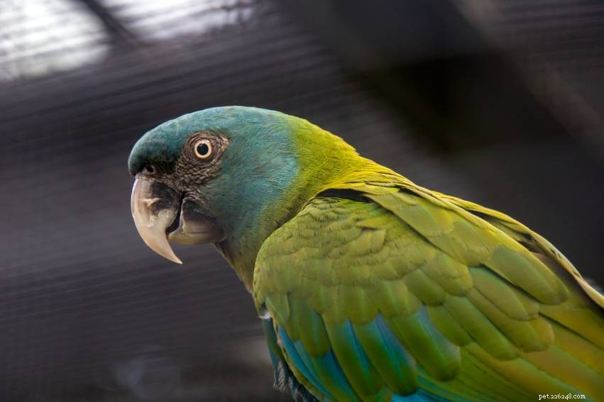 Coulon s Macaw: Stunning Blue-Headed Mini Parrot for Affectionate Pet Owners