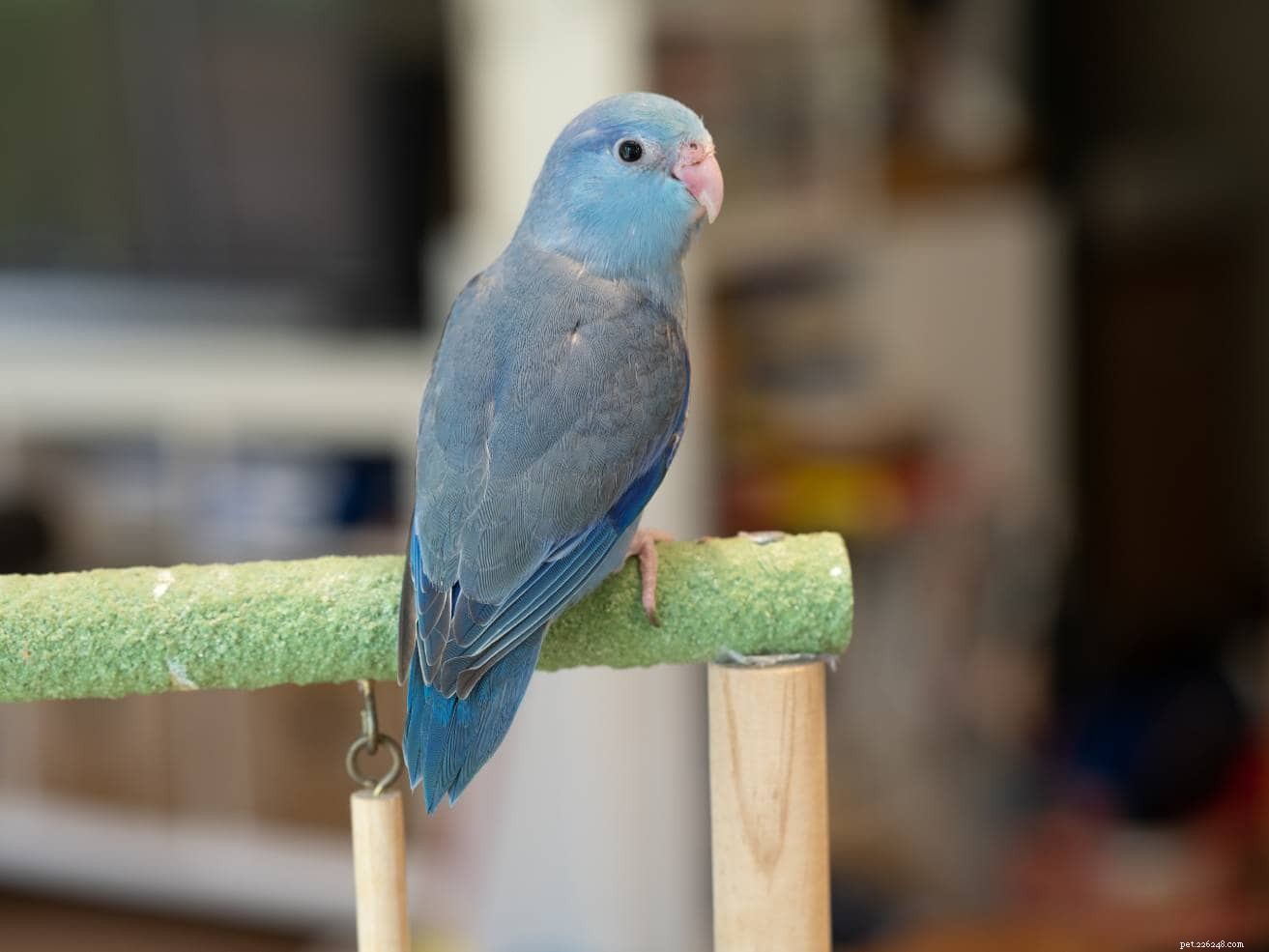 Turquoise Parrotlet: A Delightful Companion & Care Guide