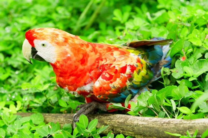 Ruby Macaw – The Stunning Hybrid of Scarlet & Green‑Winged Macaws