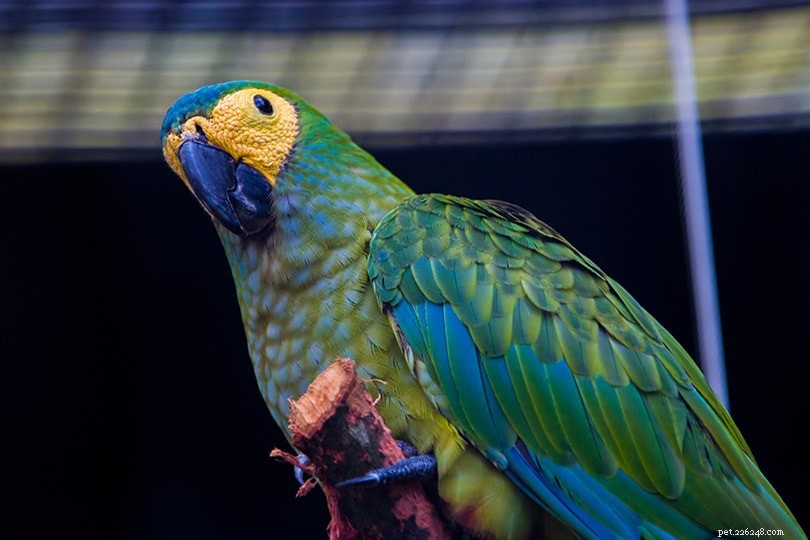 Red-Bellied Macaw: Vibrant Amazonian Parrot with Distinctive Red Stomach