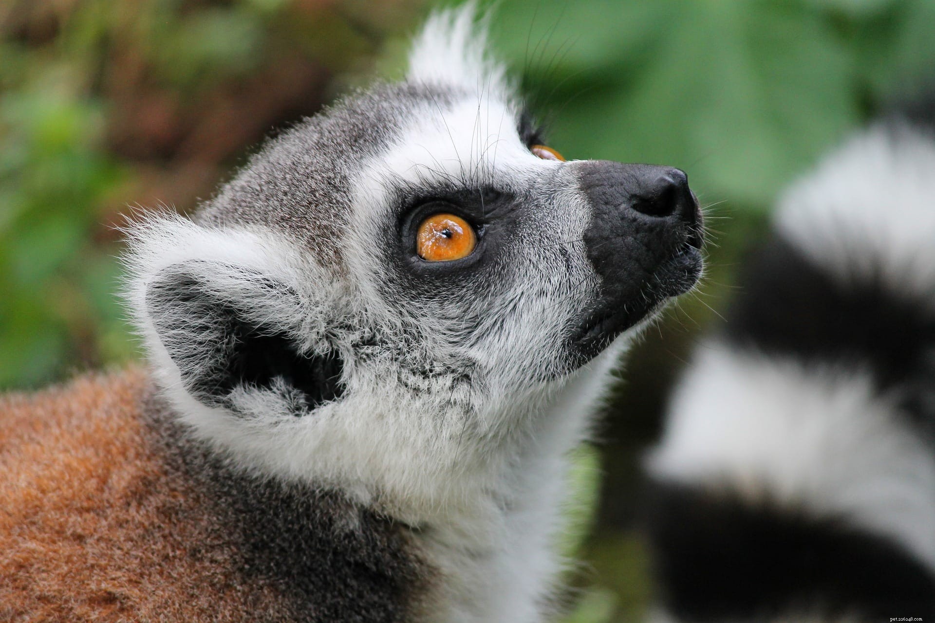 Lemurs as Pets: Why They’re Not Ideal for Your Home