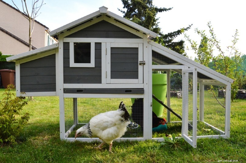 Selecting Safe, Durable Paint for Your Chicken Coop: A Comprehensive Guide