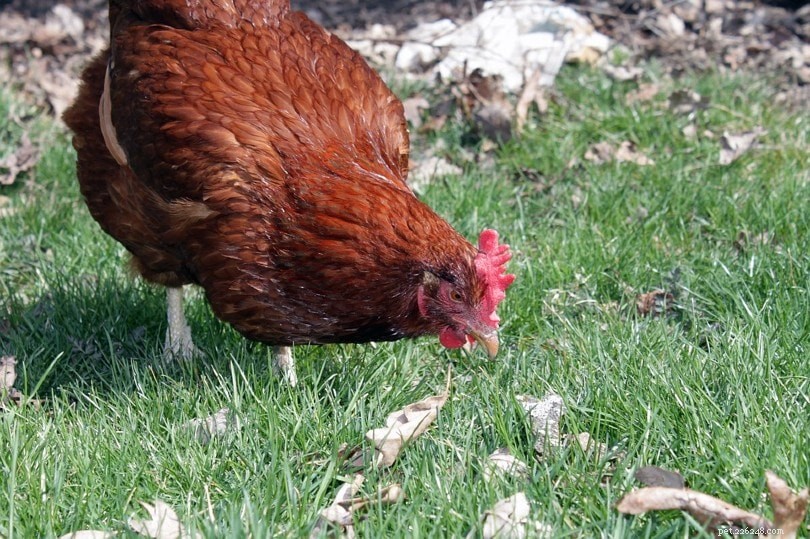Why Chickens Make Excellent Pets: A Comprehensive Guide