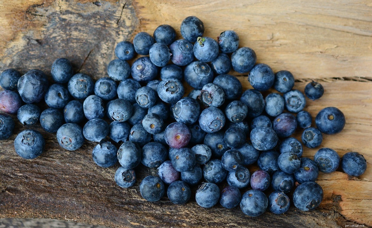 Can Turtles Safely Eat Blueberries? Expert Diet Guide