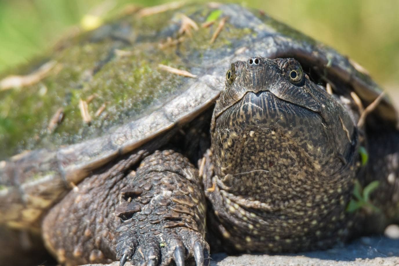 25 Turtles in Virginia — A Complete Guide with Stunning Photos
