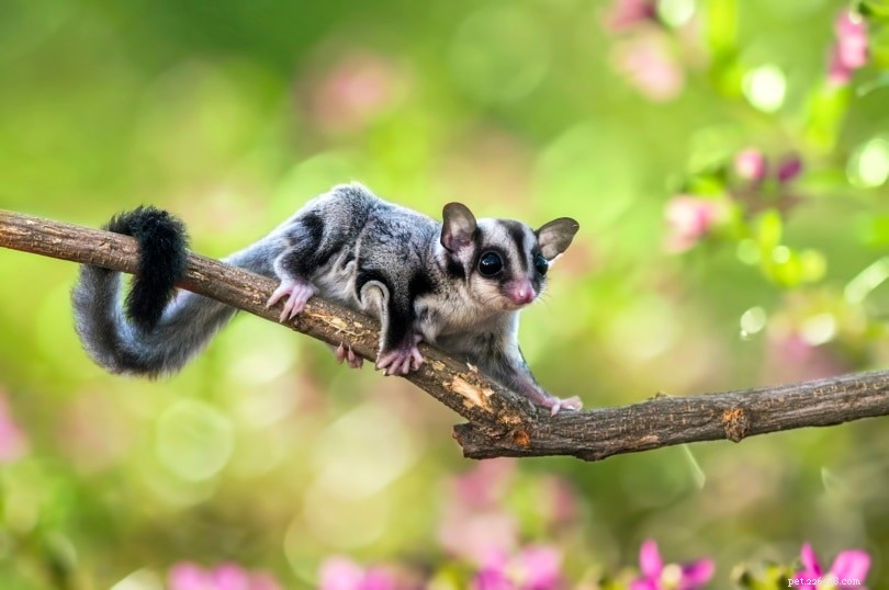 Sugar Gliders as Pets: Benefits, Care, and Key Considerations