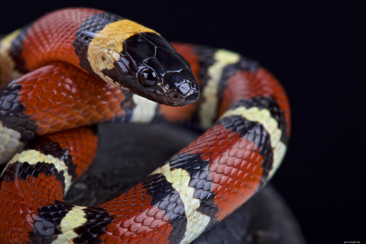 How Do Snakes Excrete? A Comprehensive Guide to Pooping and Ammonia Production