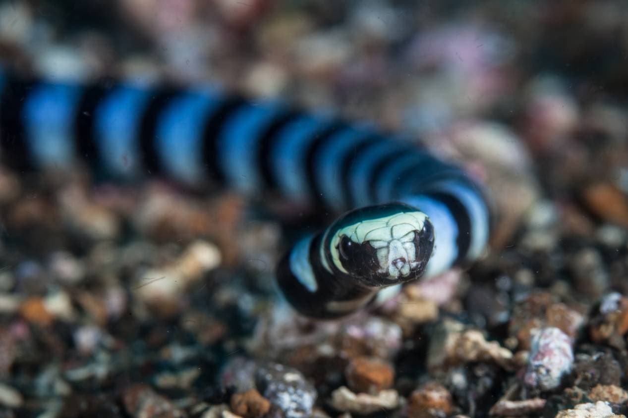Snakes in New Zealand: What Every Resident Should Know