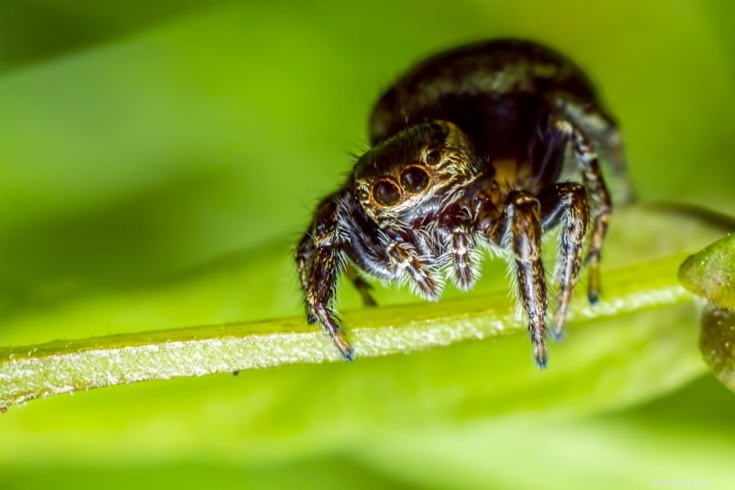 Top Jumping Spider Varieties Perfect for Pet Enthusiasts
