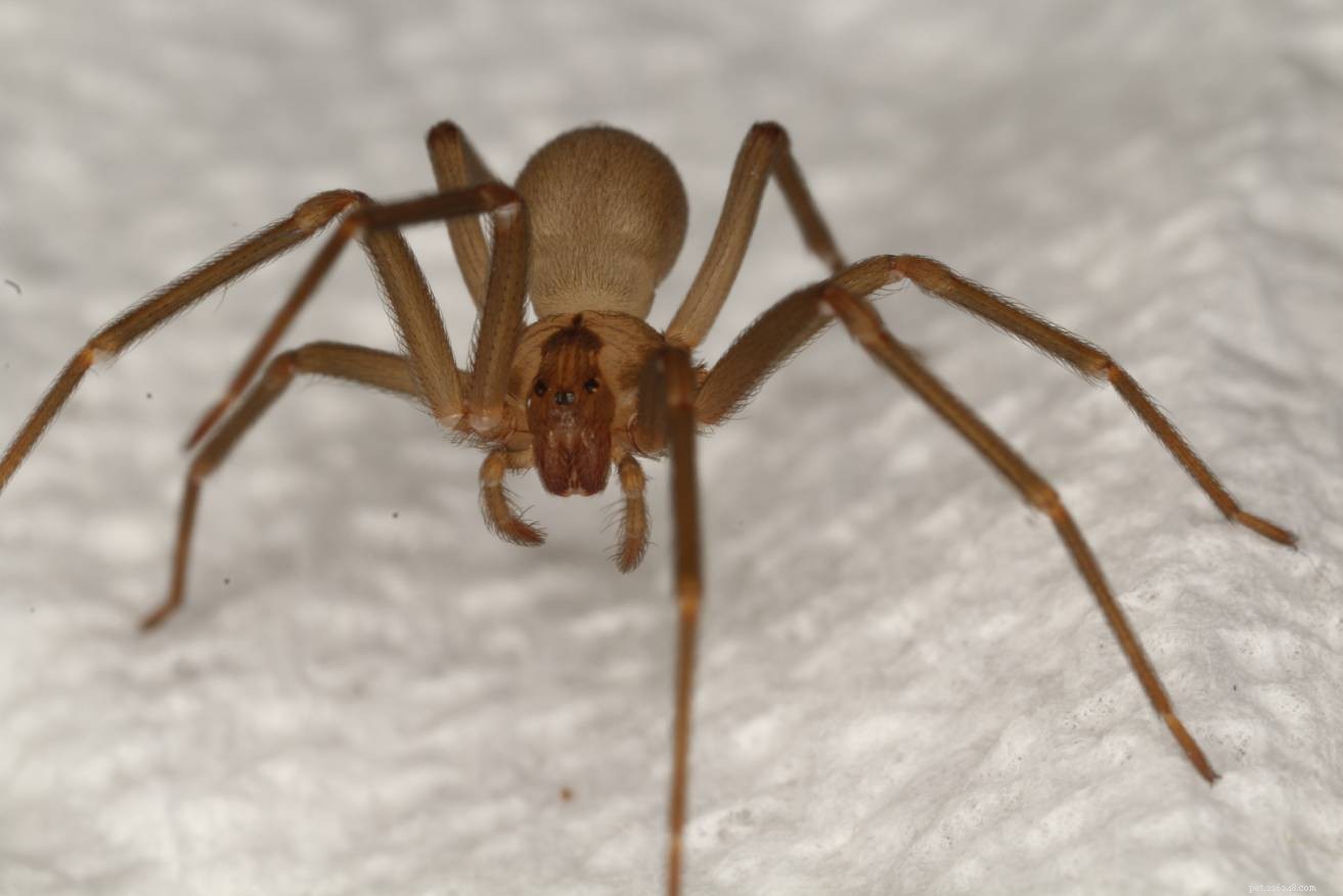 Exploring Tennessee s Spiders: 17 Key Species & Safety Tips