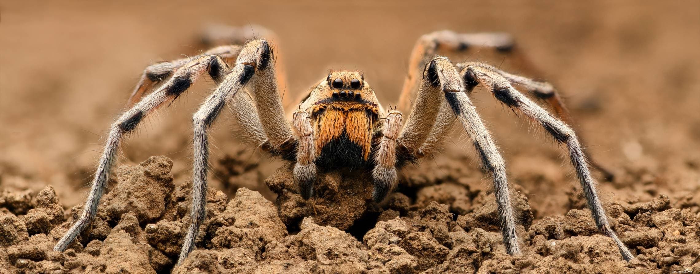 20 Native Spiders of Hawaii: A Comprehensive Guide
