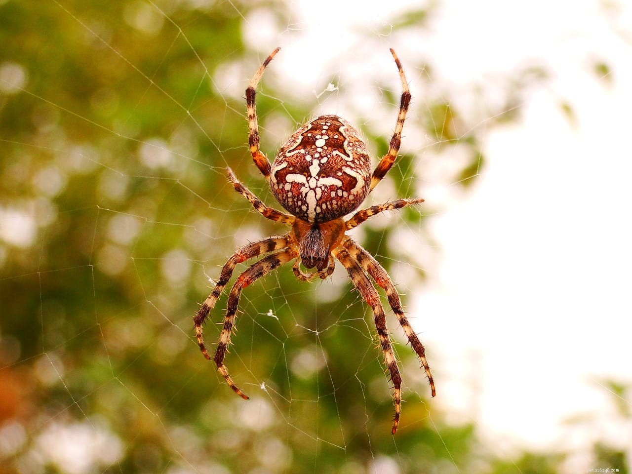 18 Most Common Spiders in Alabama
