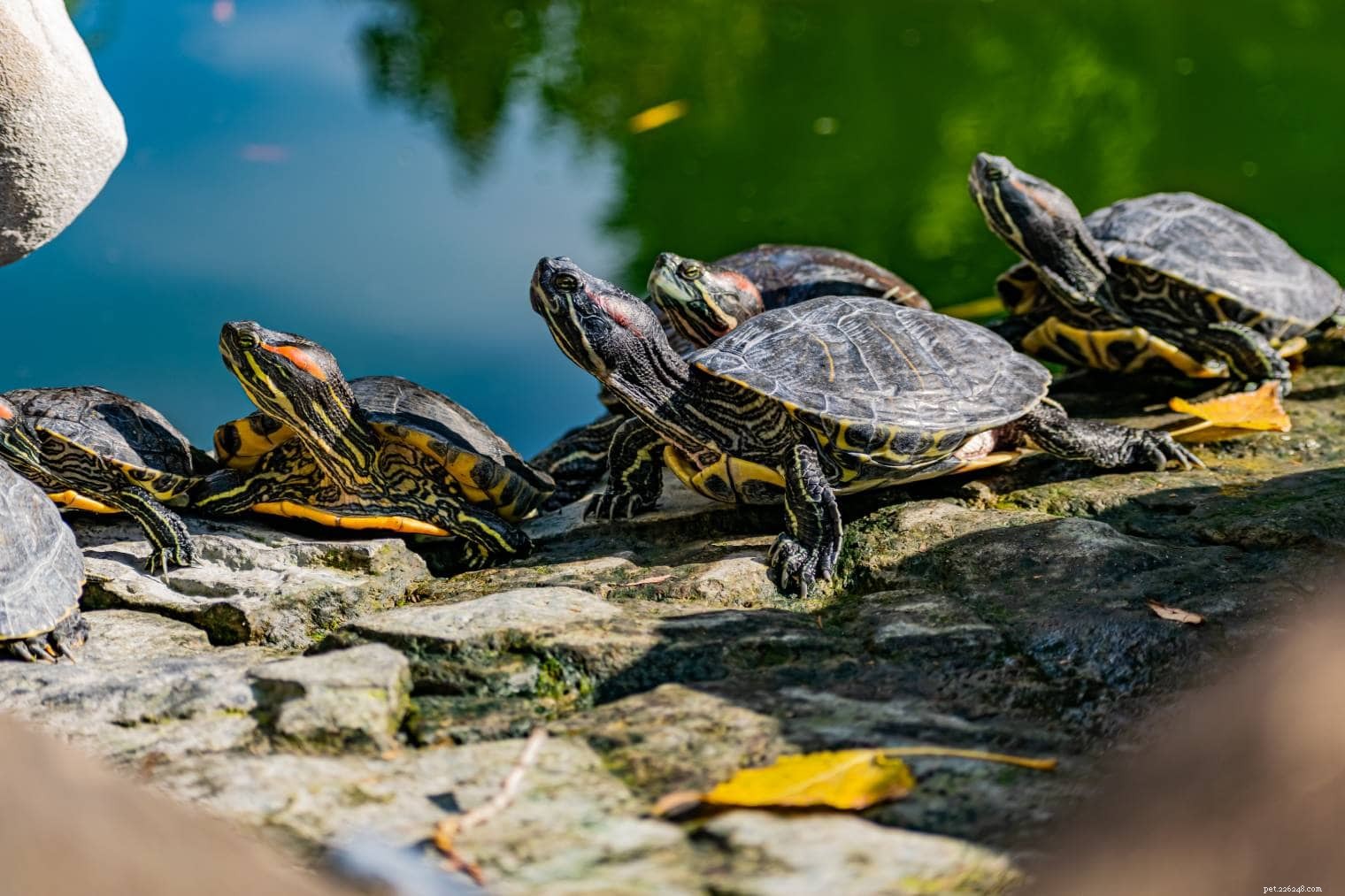 Explore 13 Common Turtles in Maryland – A Guide for Potential Pet Owners