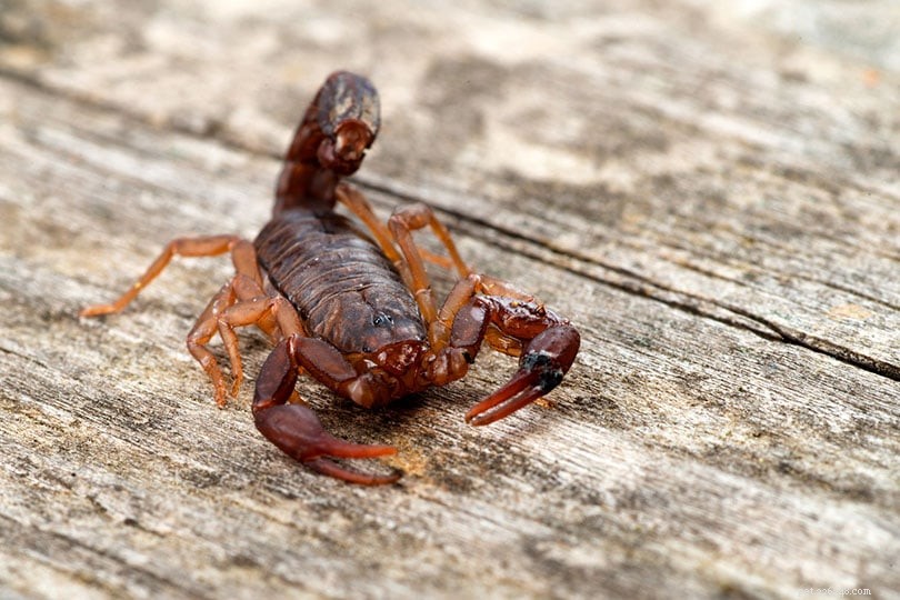 Tennessee’s Two Scorpion Species: Facts, Safety, and Photos