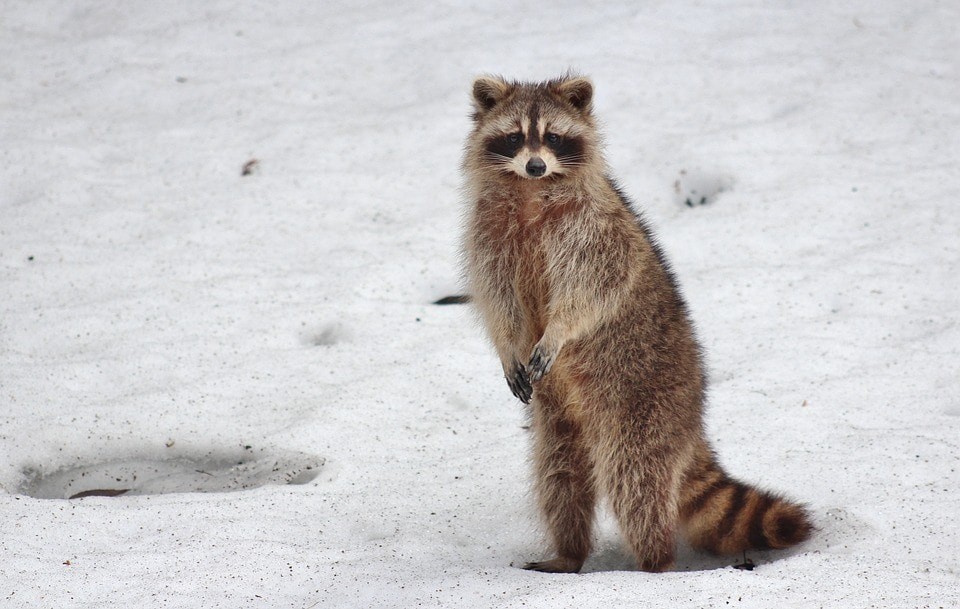 Raccoons as Pets: A Realistic Assessment
