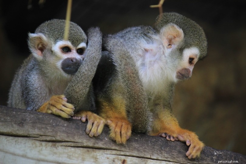 Spider Monkeys as Pets: Why They’re Not Ideal for Home Life