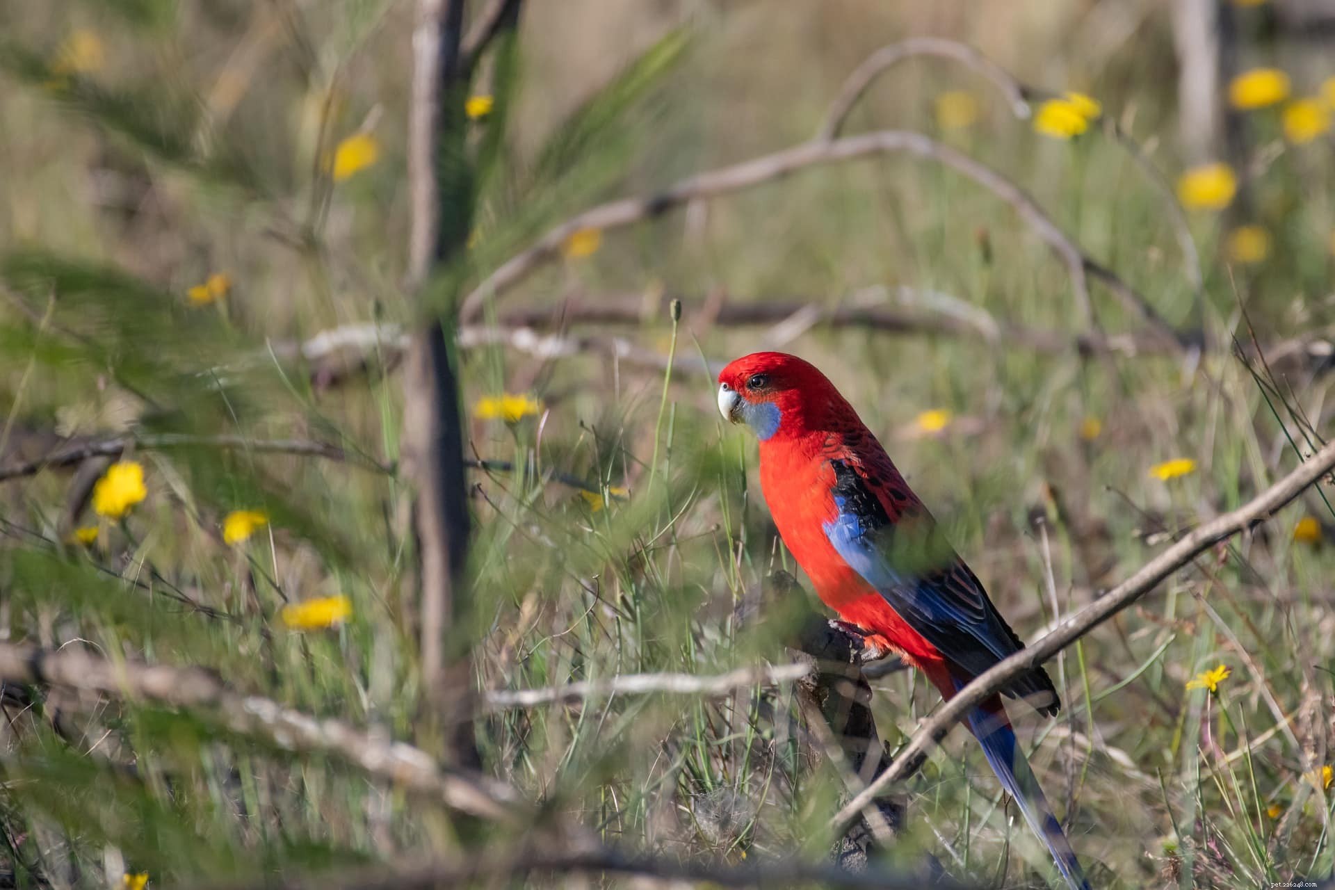 Crimson Rosella – Vibrant Parrot of Eastern Australia