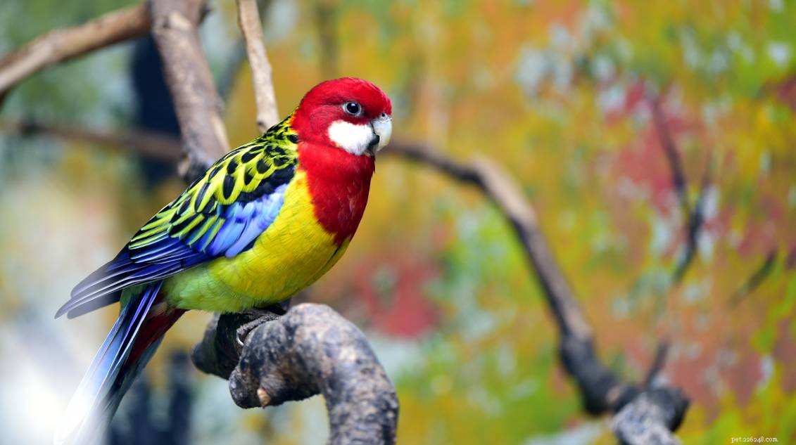 Eastern Golden-Mantled Rosella: A Vivid Parrot for Avian Enthusiasts