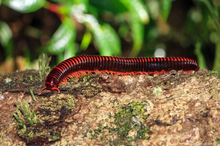 Are Giant Centipedes and Millipedes Suitable Exotic Pets?