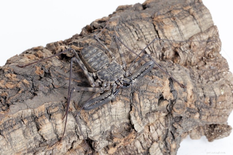 Tanzanian Tailless Whip Scorpion: A Safe, Fascinating Exotic Pet for Invertebrate Enthusiasts