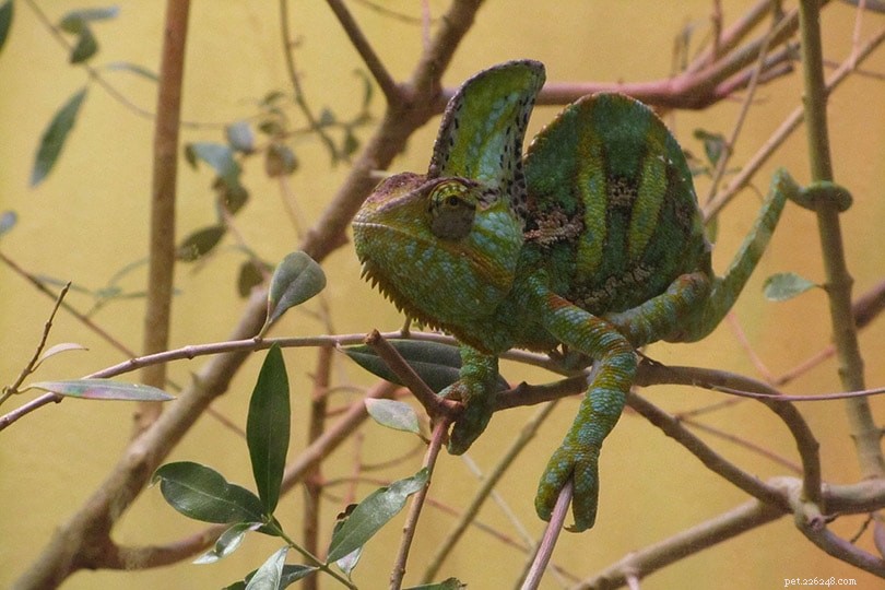 10 Lizards You’ll Find in Hawaii – Photos & Facts