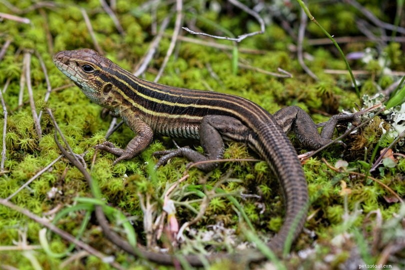 Four Michigan Lizards: Species, Habitats, and Photos