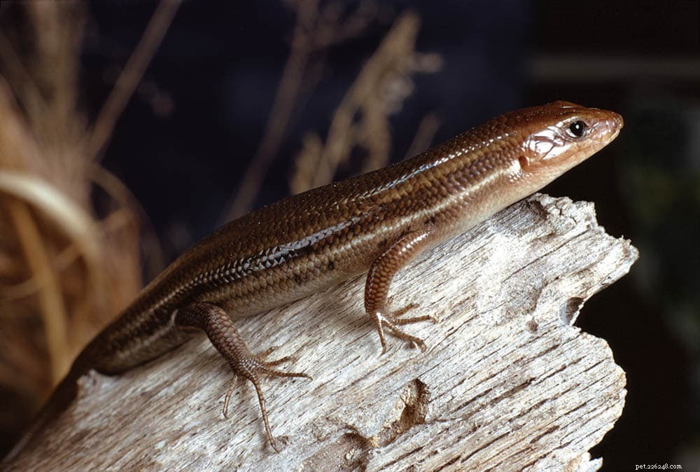 Explore 11 Native Lizard Species of Missouri – Safe, Non-Poisonous, and Potential Pets