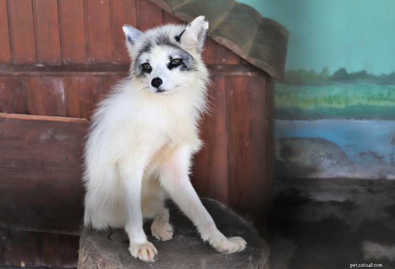 Are Canadian Marble Foxes Suitable as Pets? An Expert Review