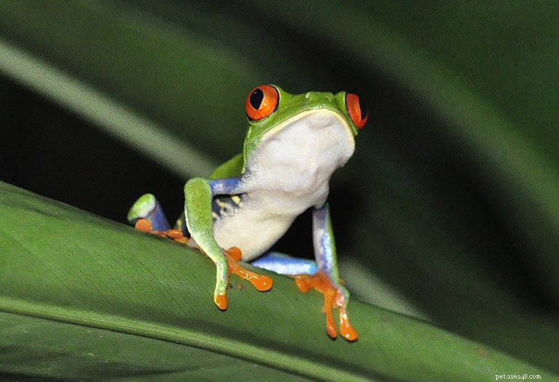 Discover 9 Delightful Frog Breeds: Stunning Images That Will Brighten Your Day