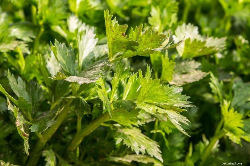 Is Celery Safe for Budgies? Expert Tips & Nutritional Insights
