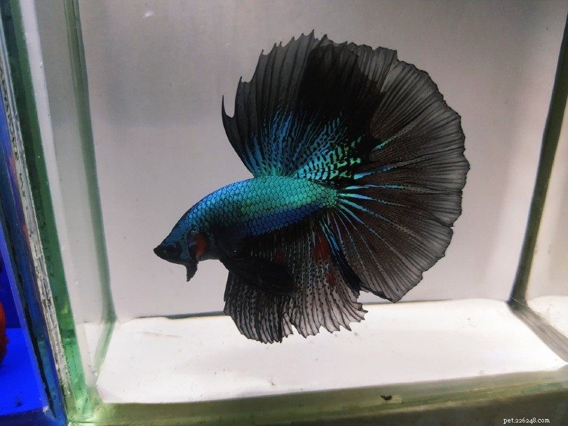 Betta Fish Diet: Natural Foods in the Wild & Ideal Choices for Pet Care