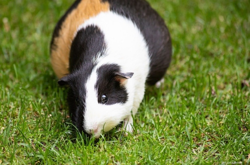 Can Guinea Pigs Live Outside? A Guide to Safe Outdoor Living