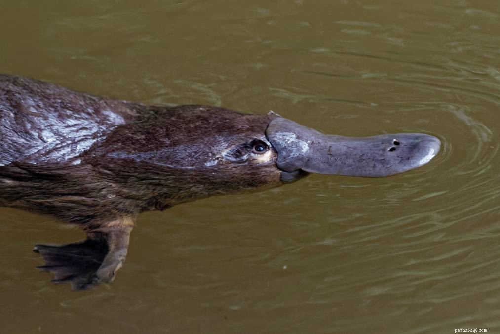 Are Platypuses Suitable Pets? Legal, Ethical, and Practical Considerations