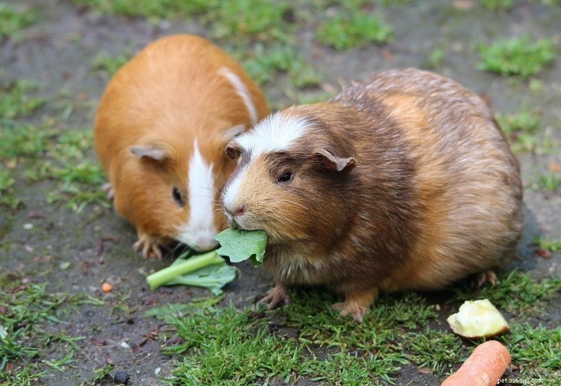 Why Guinea Pigs Make Excellent First Pets