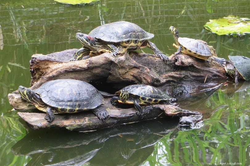 Turtles as Pets: Pros, Cons, and Care Tips for Long‑Term Commitment