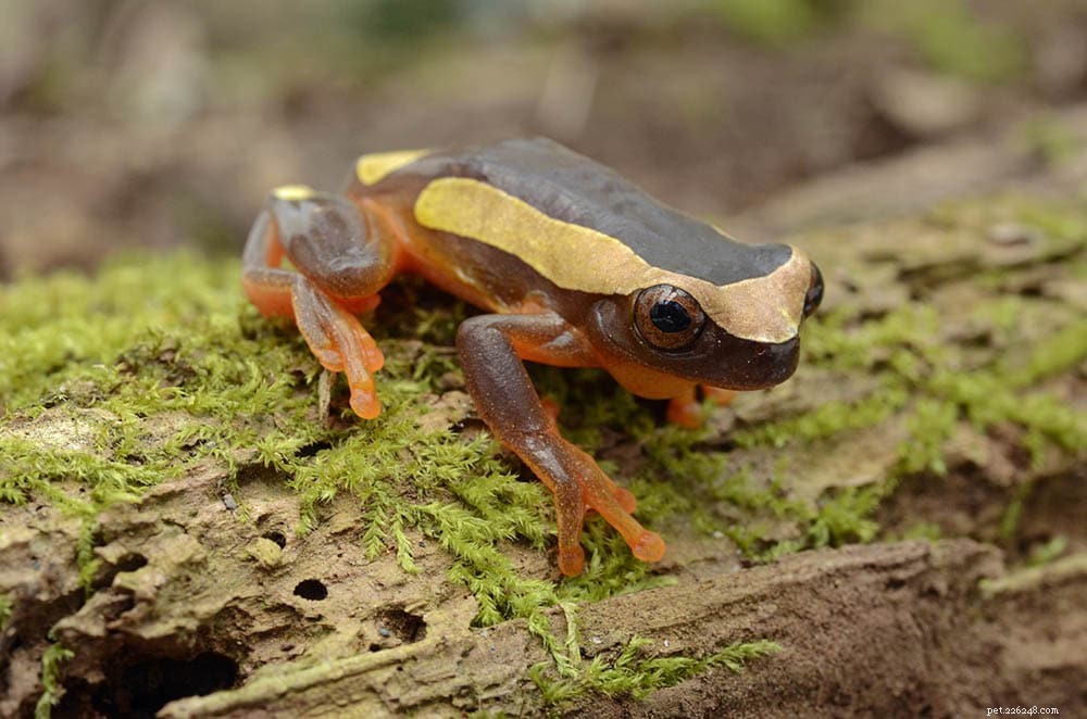 Clown Tree Frog: Habitat, Behavior, and Care for Enthusiasts