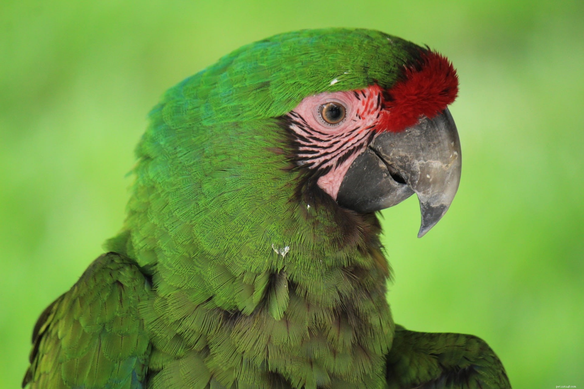 Great Green Macaw: Habitat, Conservation Status, and Fascinating Facts