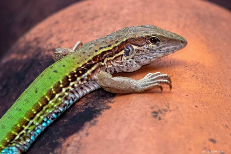 Green Ameiva – A Fast, Hardy Lizard Perfect for Enthusiasts
