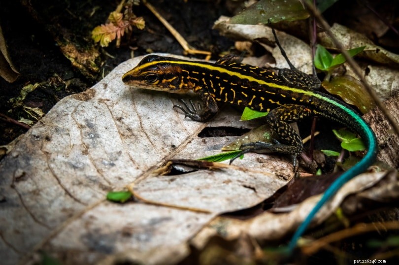 Tiger Ameiva: A Stunning, Low-Maintenance Pet for Your Home