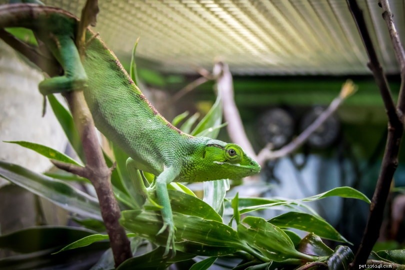 Monkey Anole Care Guide – Colorful, Affordable Lizard Pets