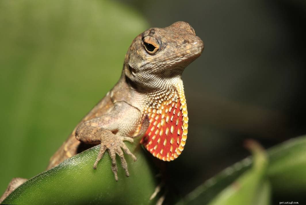 Brown Anole: A Low-Maintenance, Affordable Pet Lizard