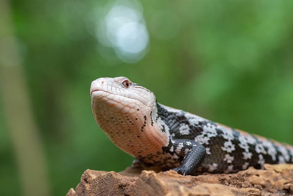 Northern Blue‑Tongued Skink: Habitat, Diet, and Care Guide