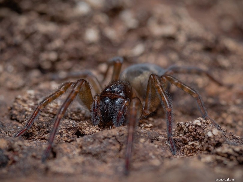 11 Indiana Spiders You’ll Spot – Identification Guide with Photos