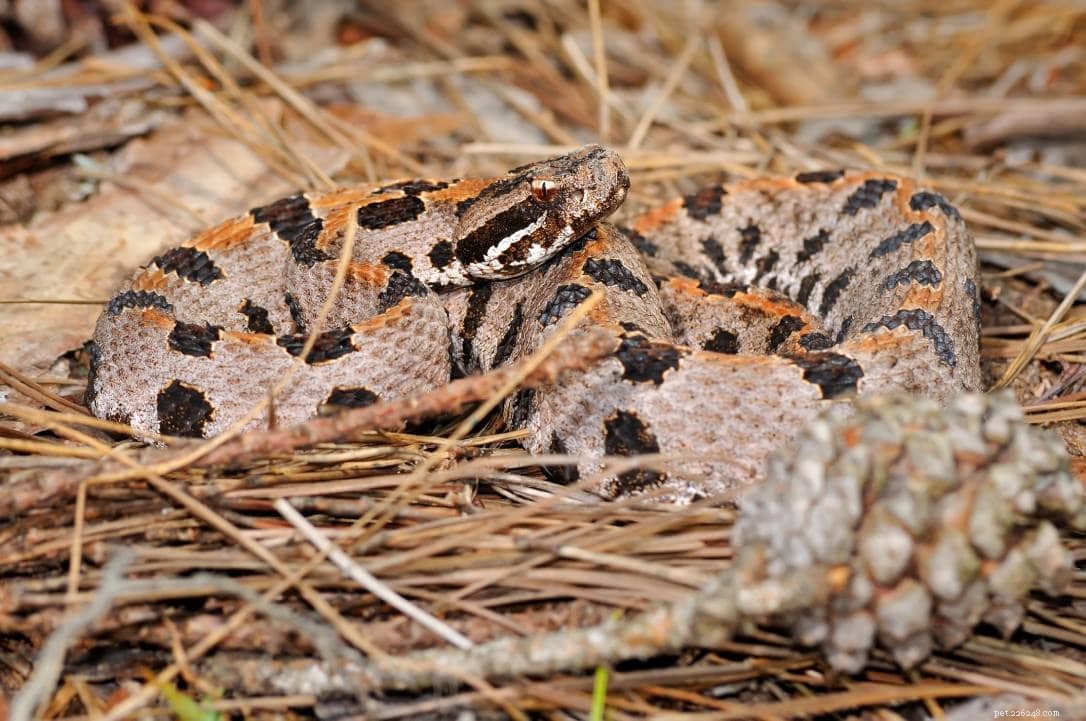 Explore Oregon’s 15 Remarkable Snakes – Photos Included