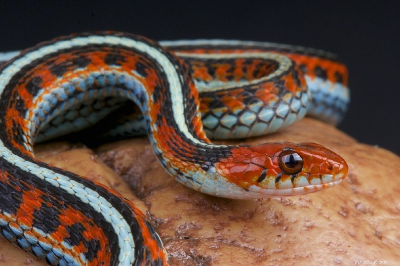 Illinois s 12 Most Common Snake Species – Photos & Facts