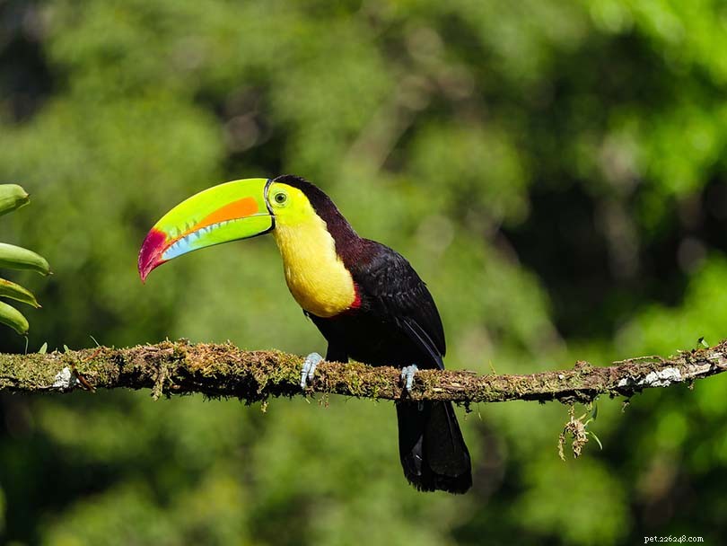 What Toucans Eat: A Complete Guide for Wild and Domestic Birds