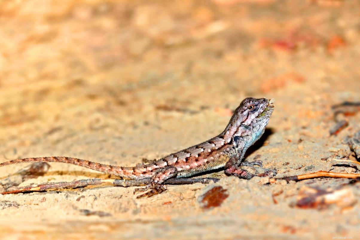 Pennsylvania’s 4 Most Common Lizards