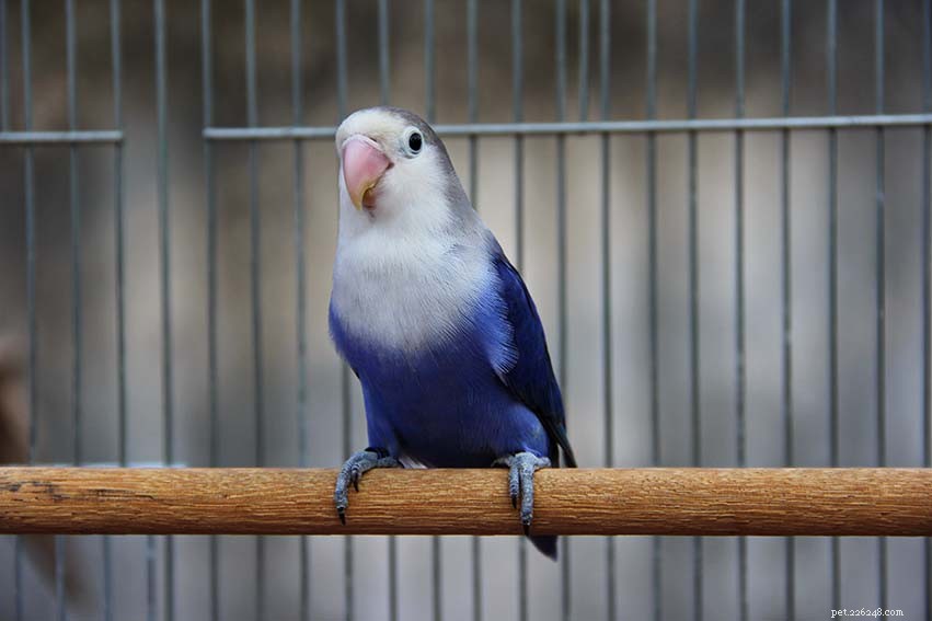 Violet Lovebird: A Charming Companion for Your Home