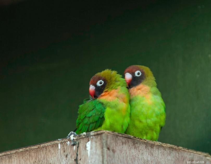 Black-Cheeked Lovebird: Care, Facts & Friendly Guide