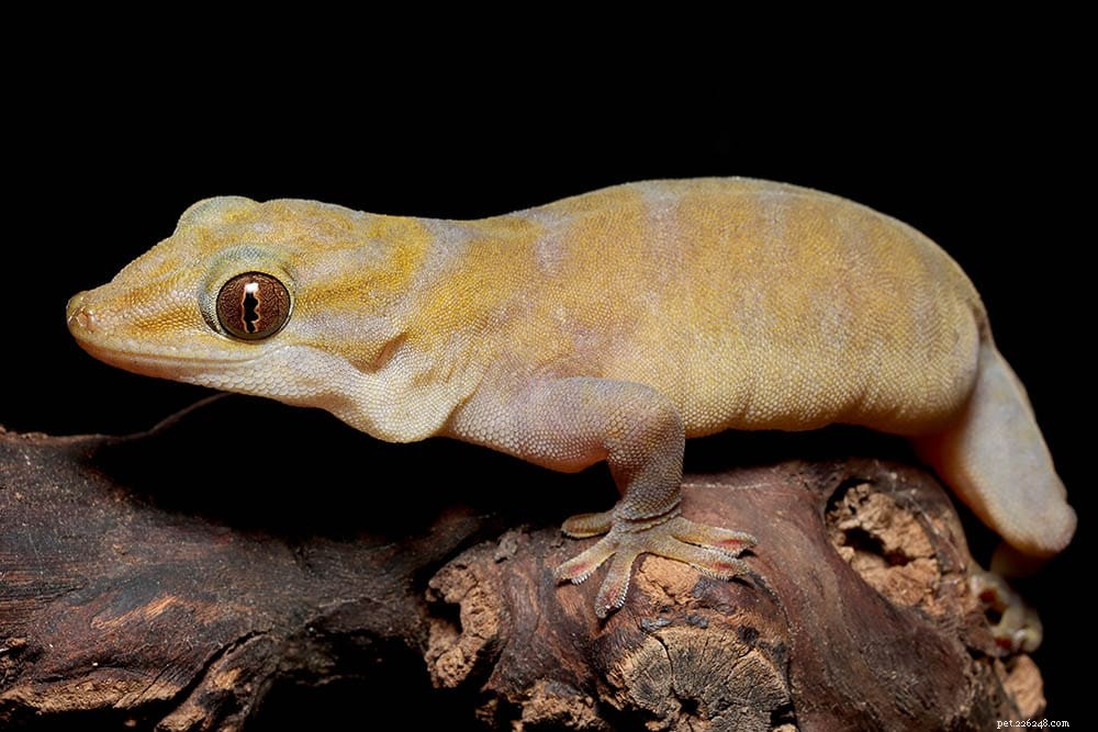 Golden Gecko: A Guide to the Beautiful, Docile Arboreal Pet Lizard